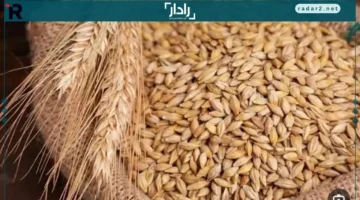 سعر الأرز.. تحديث جديد عن طن الأرز الشعير في الأسواق يوم الأحد 14 ديسمبر 2025